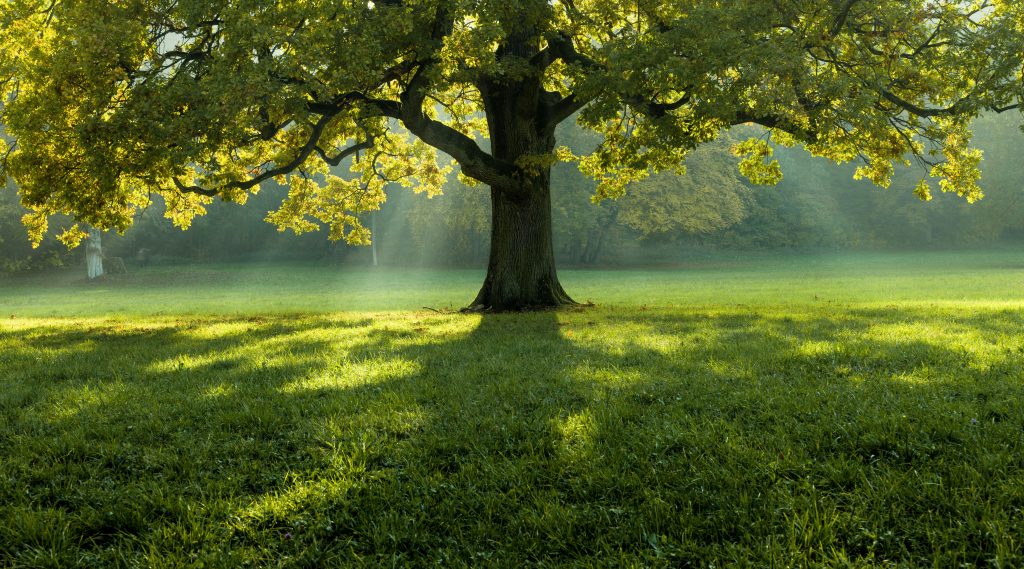 bellissimo-albero-nel-mezzo-di-un-campo-coperto-di-erba-con-la-linea-degli-alberi-sullo-sfondo