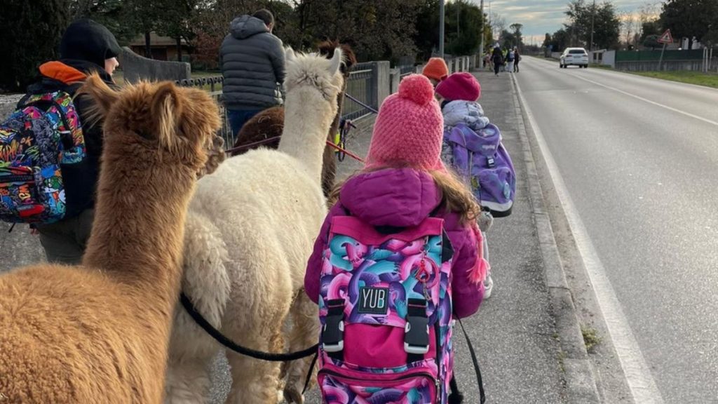 Studenti a scuola con l'Alpaca