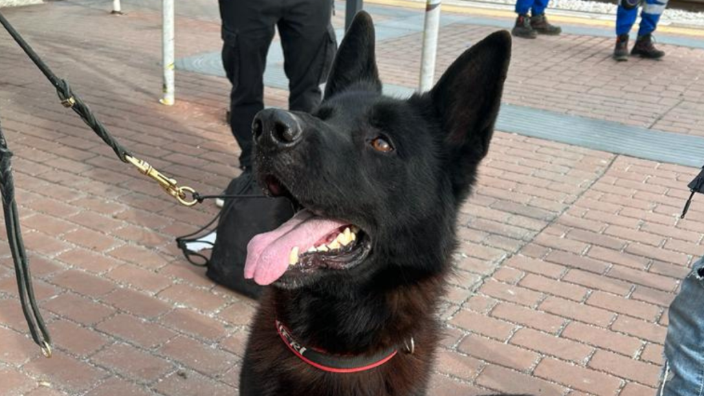 cane antidroga dei carabinieri darwinn