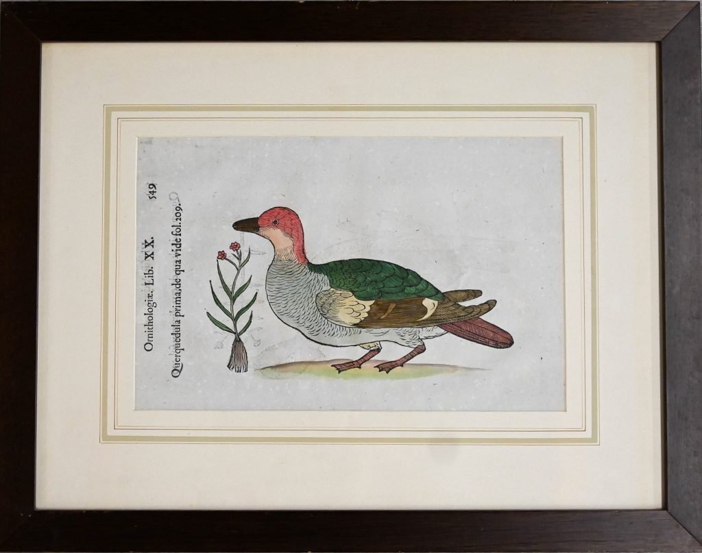 stampa originale cinquecentesca dell’”Ornithologiae” del naturalista Ulisse Aldrovandi