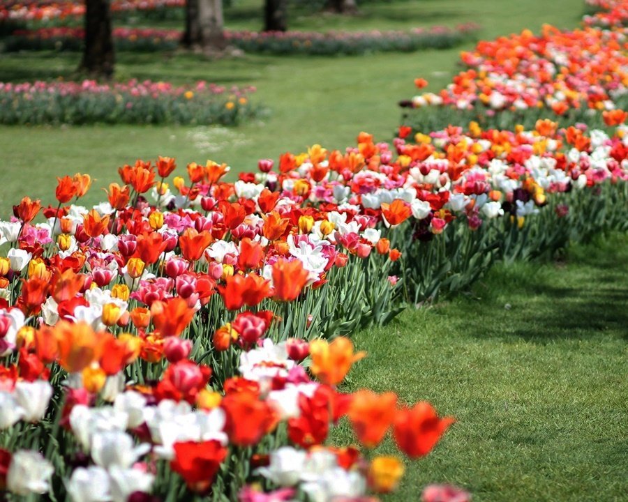 Tulipani in fiore al Parco Giardino Sigurtà