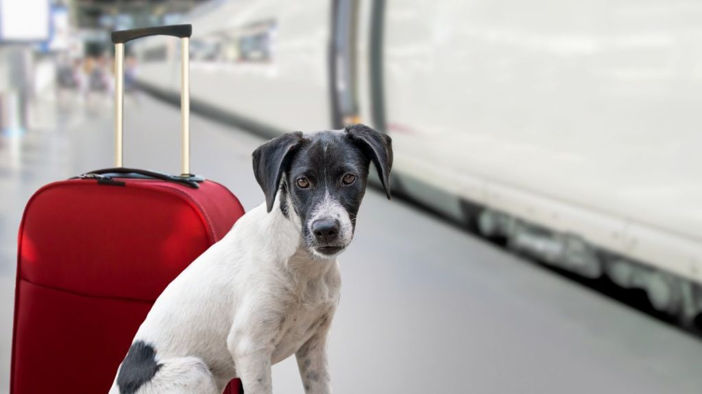 Cane in stazione dei treni