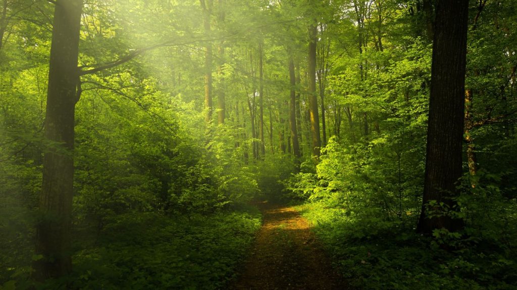 raffigura la natura in occasione Premio Natura Naturans/Naturata: celebrare i temi della natura e del paesaggio