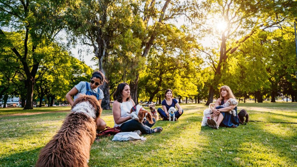 persone e cani al parco
