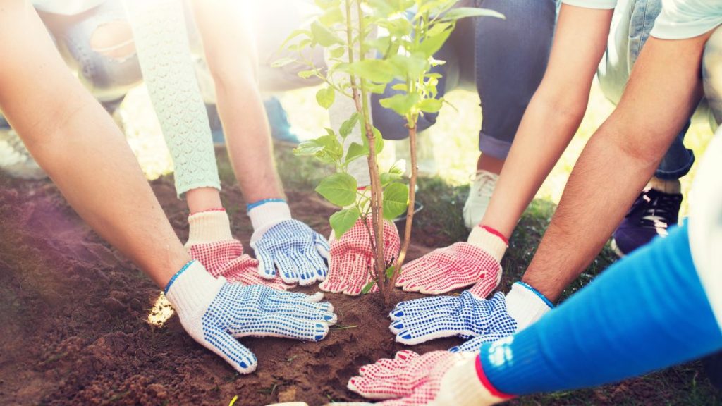 persone che piantano alberi