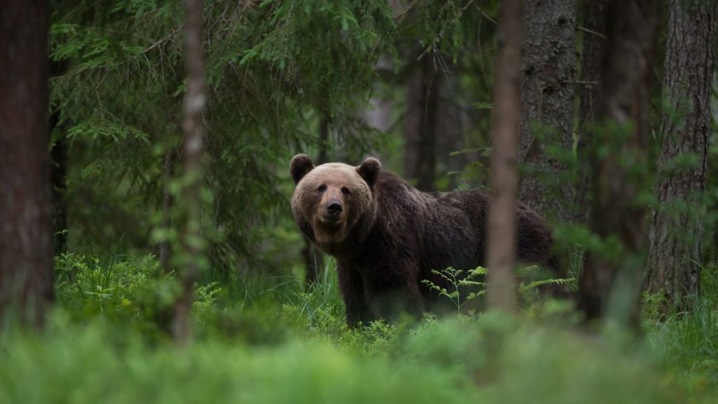 orso