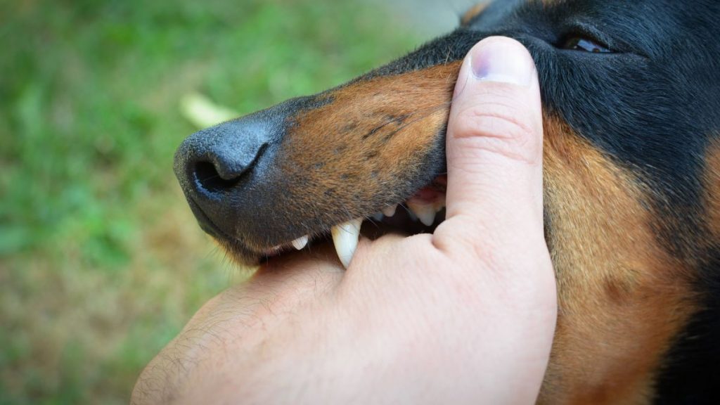 cane