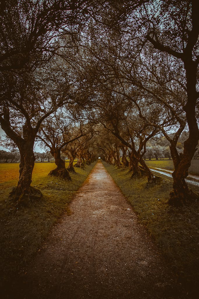 A mesmerizing tree-lined pathway during autumn, showcasing natural beauty and tranquility outdoors.