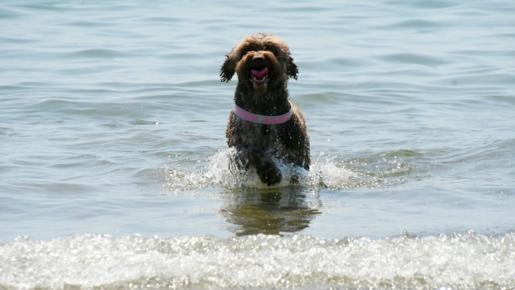 spiaggia per animali lido ve