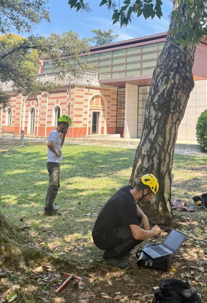 alberi villorba