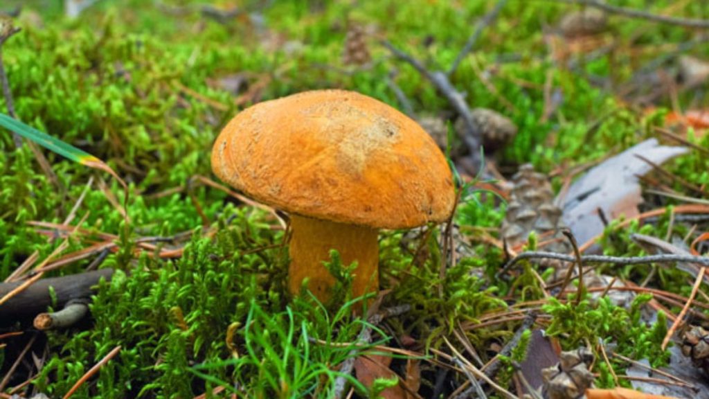 Controllo funghi ulss 2