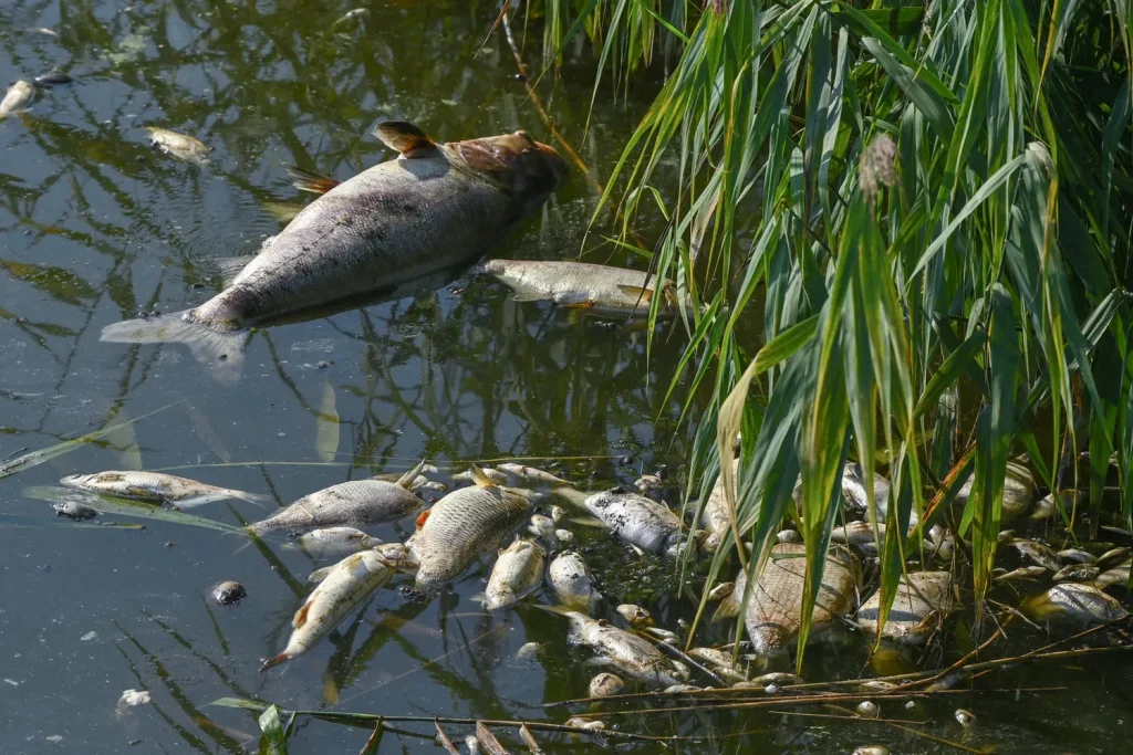 Pesci morti nella roggia Contarina